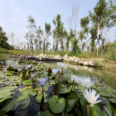臺南園區濕地螢火蟲復育及堤塘橋外觀美化工程
